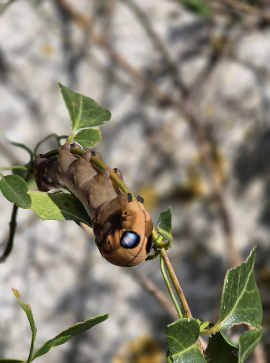  Jeste li se ikada susreli s ovom vrstom kukca?: 'Izgleda kao vanzemaljac'