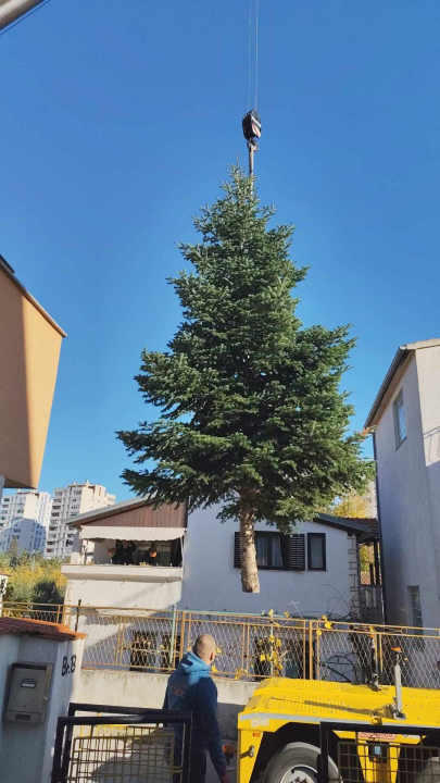 Na Poljani postavljena prva prava šibenska jelka: Kod klizališta stigla ravno sa Šubićevca