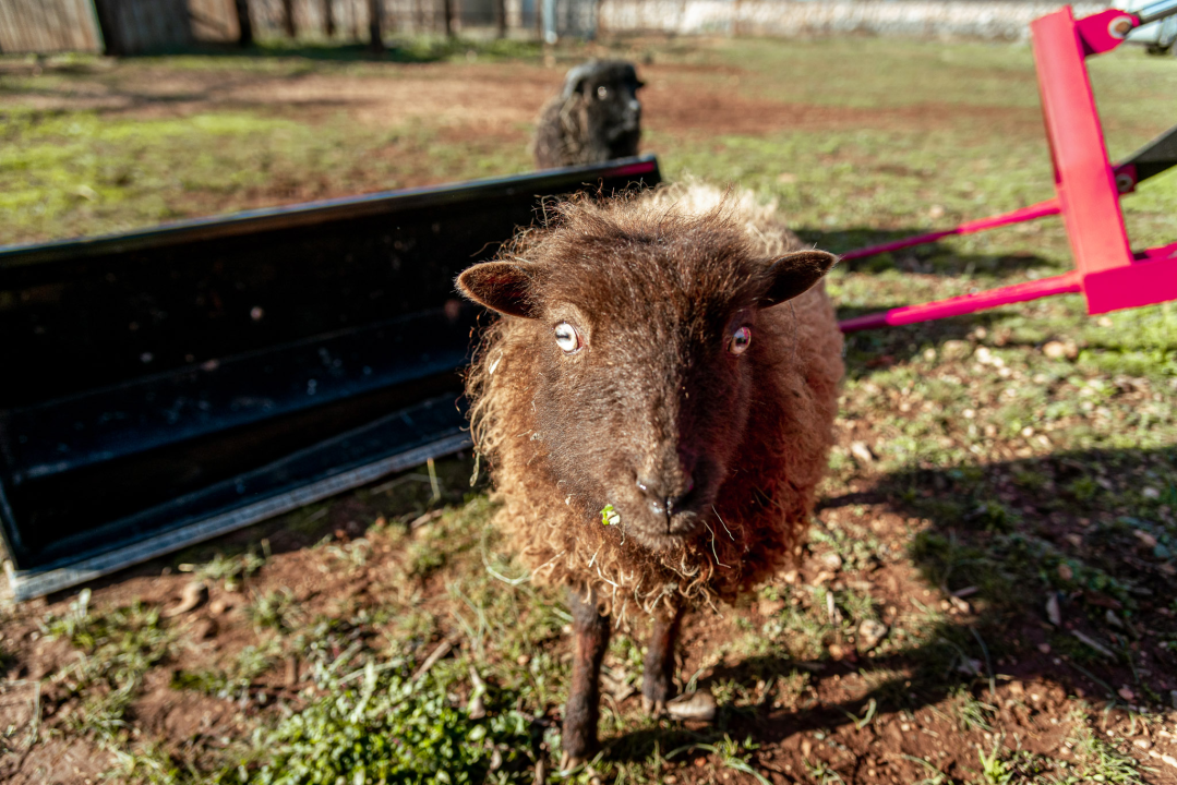 Jelena, Nina i Srećko oduševe svakoga tko posjeti Happy Horse u Dubravi