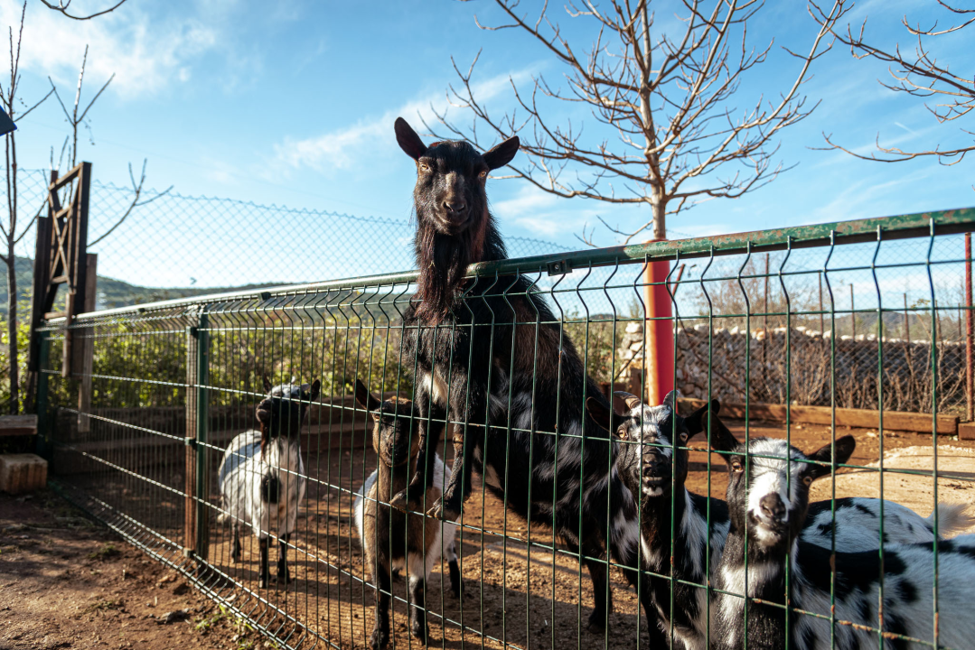 Jelena, Nina i Srećko oduševe svakoga tko posjeti Happy Horse u Dubravi