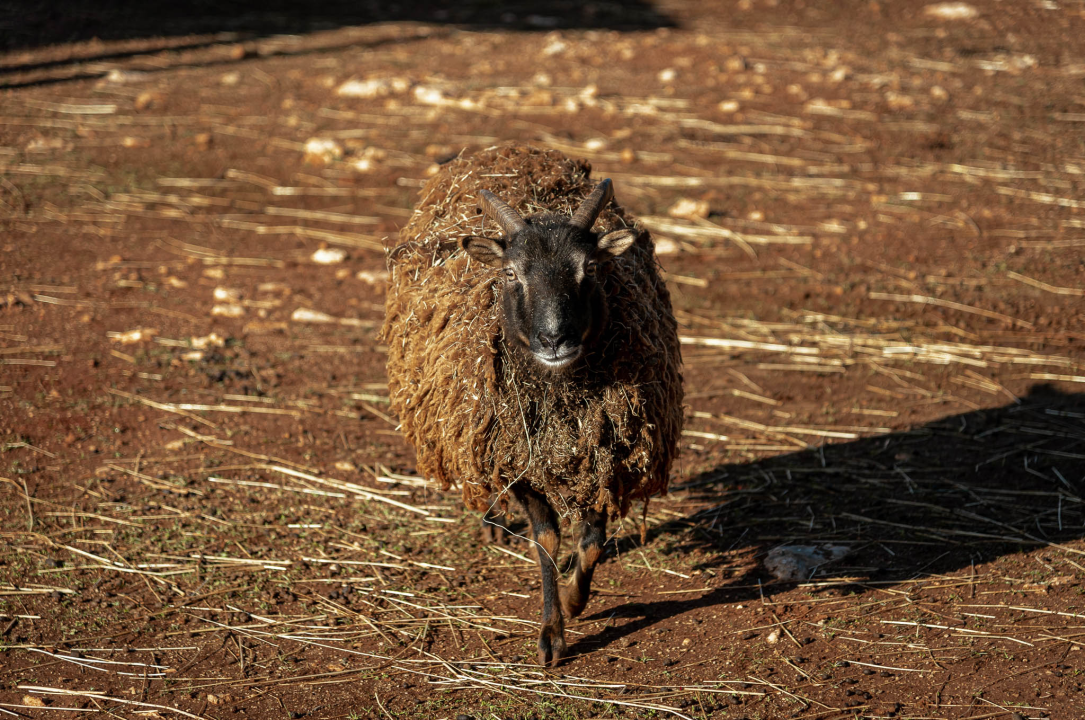 Jelena, Nina i Srećko oduševe svakoga tko posjeti Happy Horse u Dubravi
