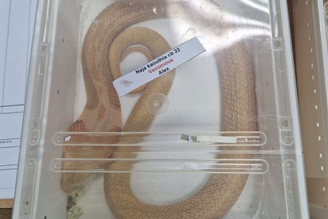 Kakav ulov: Carinici zaplijenili dvije kobre  