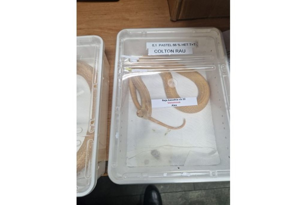 Kakav ulov: Carinici zaplijenili dvije kobre  