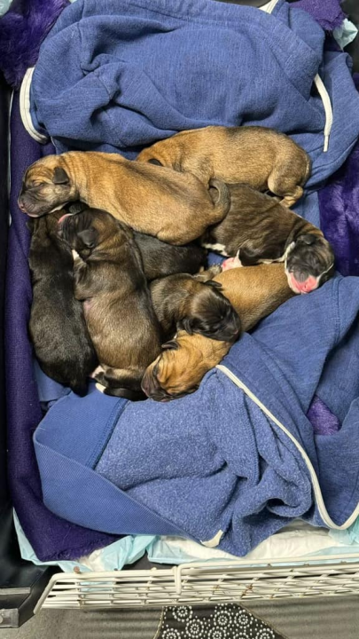 Devet slatkih štenaca iz Oklaja traži privremeni dom i pomoć u othrani