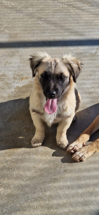 Vrckava kujica Emma traži svoj zauvijek dom