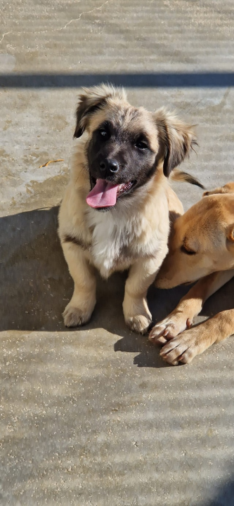 Vrckava kujica Emma traži svoj zauvijek dom