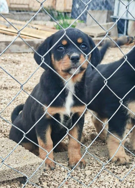 Maleni štenci stari samo dva mjeseca traže udomitelje