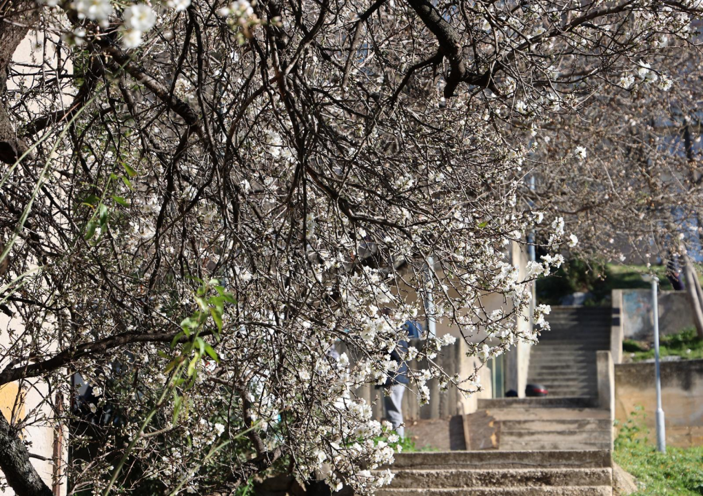 Postavljaju nove rekorde: Bademi u punom cvatu, a zima tek na pola puta