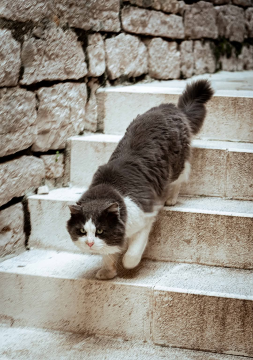 Gorica zimi: U starom šibenskom kvartu 'nema pasa', ali nađe se poneka mačka