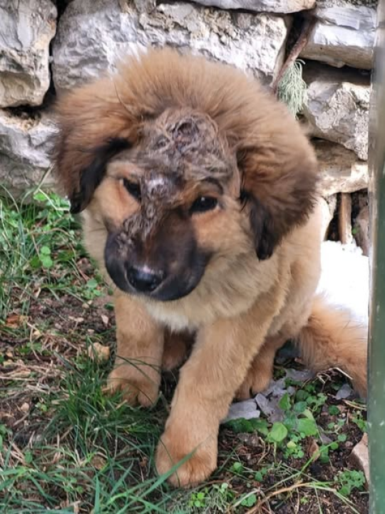 Jeste li ga vidjeli? Na području Općine Promina luta pas s ozljedom na glavi