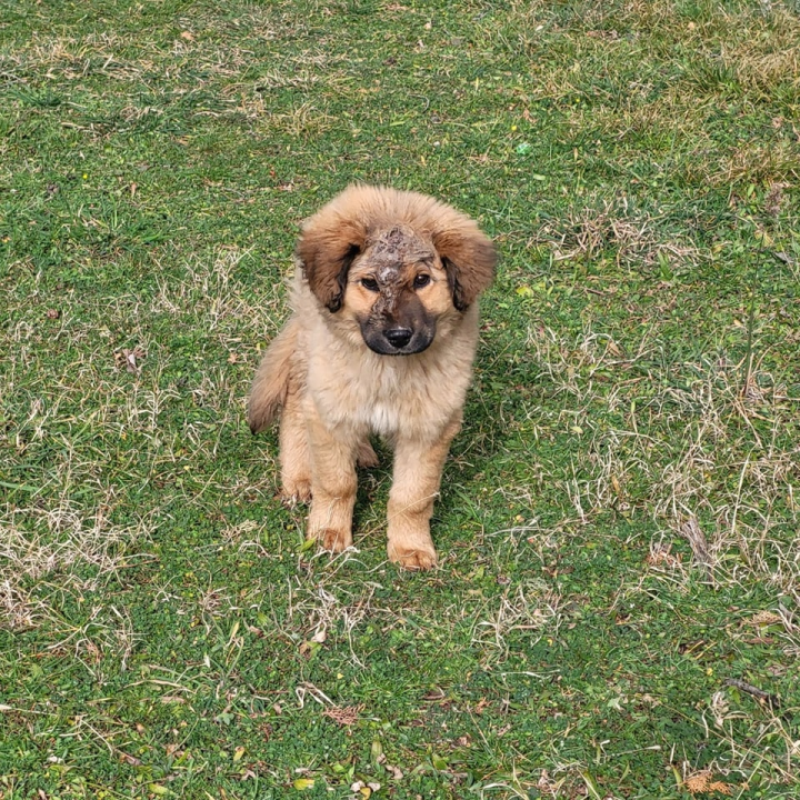 Jeste li ga vidjeli? Na području Općine Promina luta pas s ozljedom na glavi