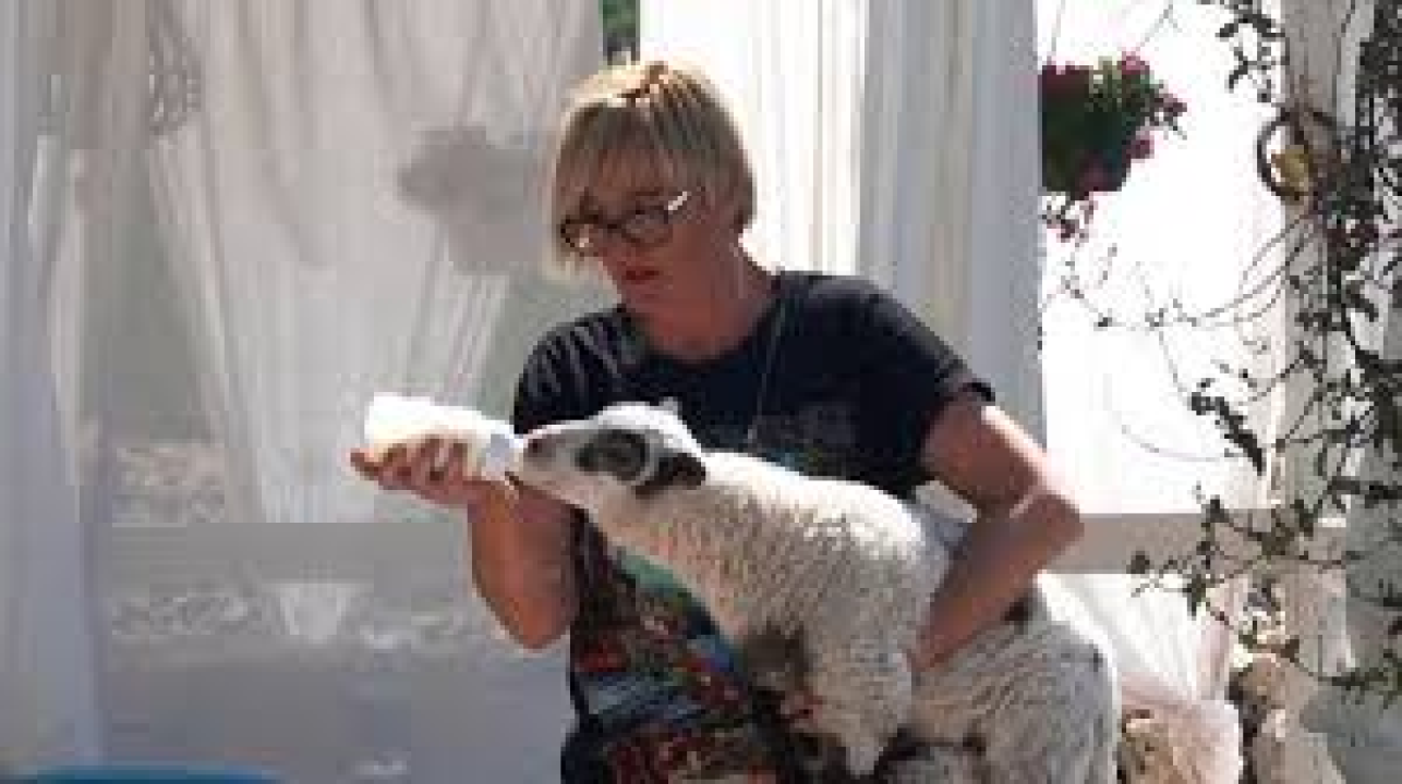 Ivana Šimac Mehić bila je 22 godine medicinska sestra, a sada je uspješna i sretna poduzetnica na svom OPG -u 