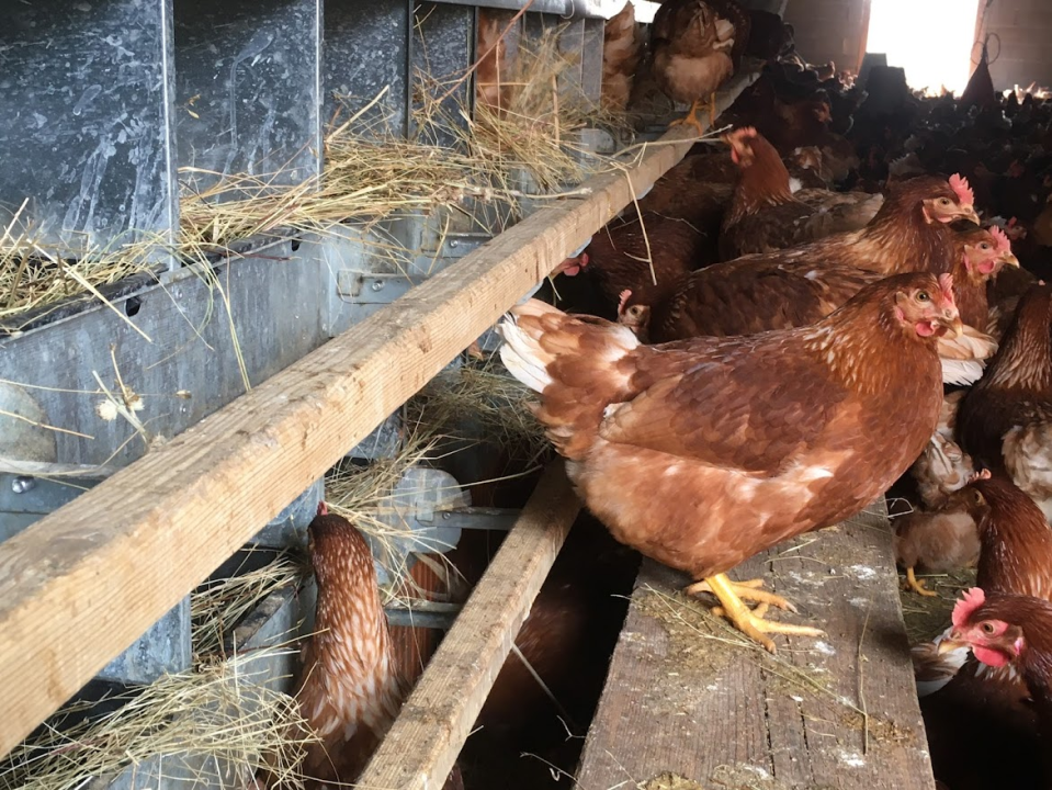 'Halo Jaja': Od koka do vaše kuhinje u najkraćem mogućem roku!