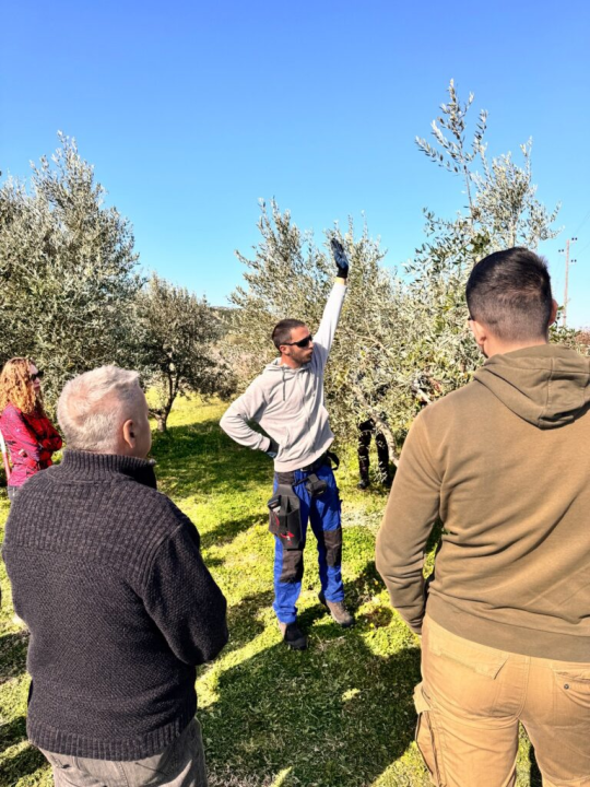 Velik broj maslinara okupio se u Pirovcu na radionici rezidbe maslina
