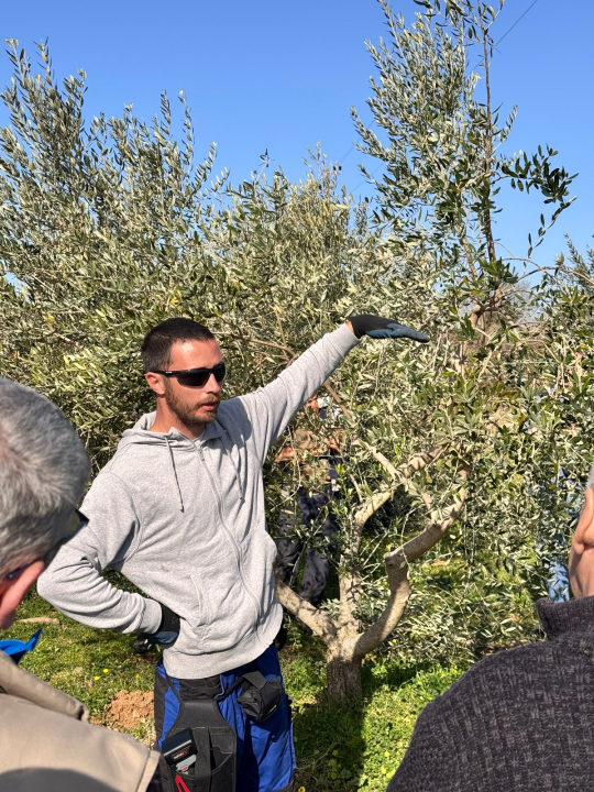 Velik broj maslinara okupio se u Pirovcu na radionici rezidbe maslina