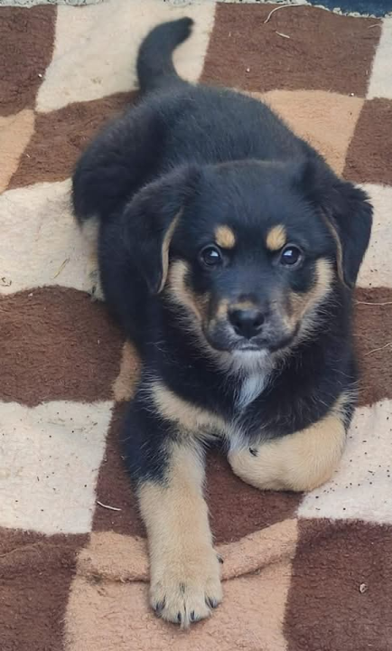 Preslatki Rayder iz Šibenskih šapa traži dom