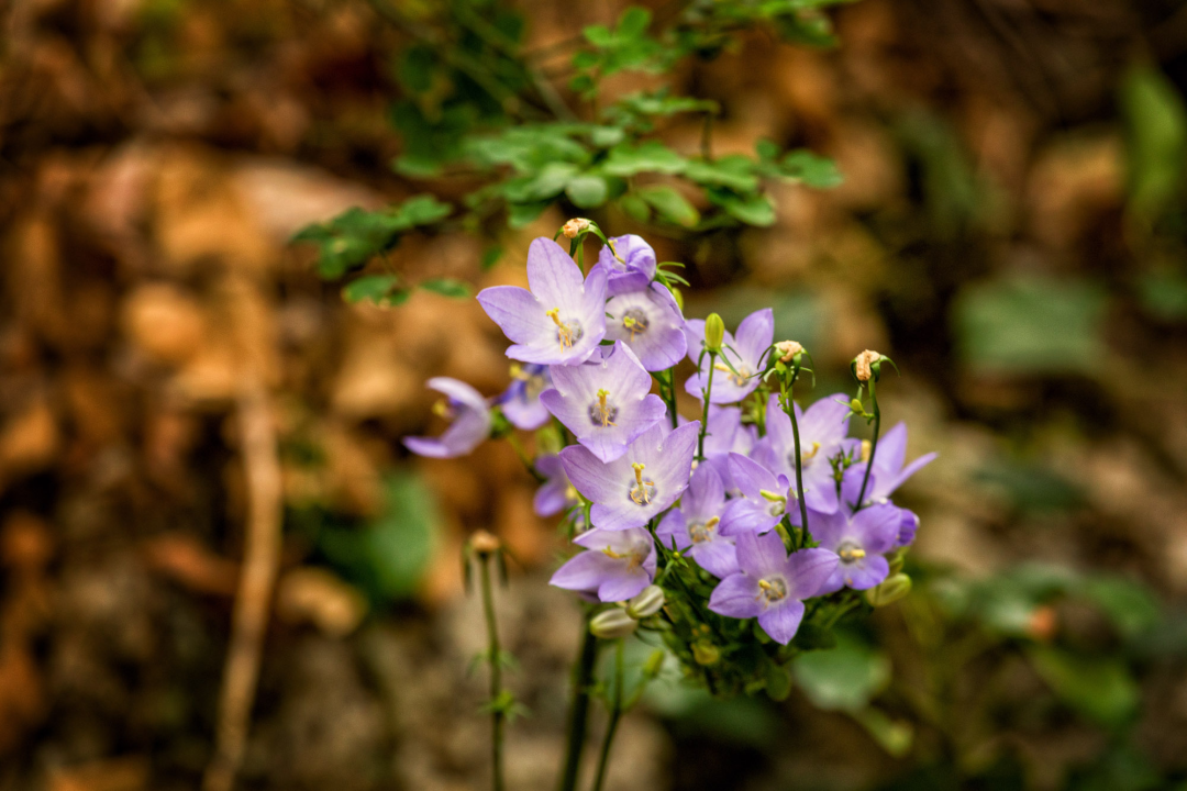 FOTO: Dočekajte proljeće u Nacionalnom parku „Krka“ po cijeni ulaznice od 7 eura