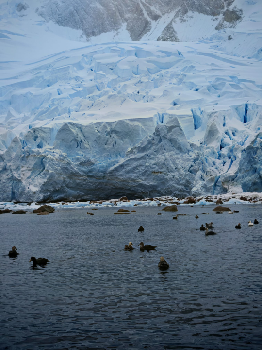 Veliki Gogo na sedmom kontinentu: 'Ako bi Antarktiku trebao opisati riječima, osjećao bi se da abnormalno umanjujem doživljaj' 