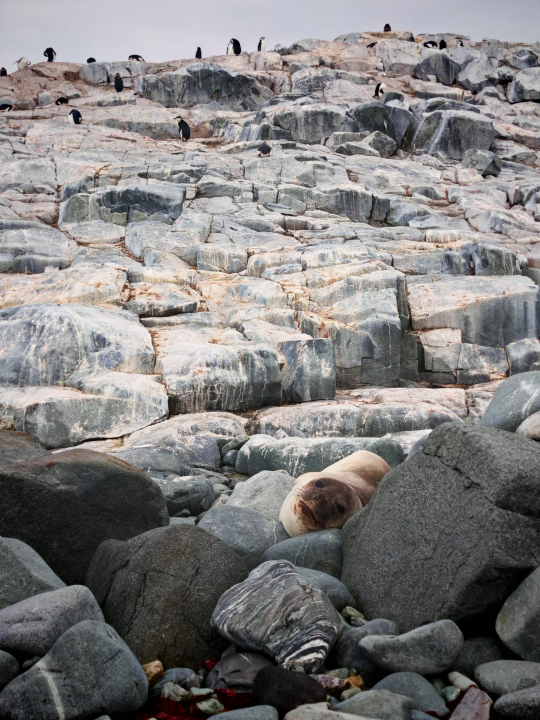 Veliki Gogo na sedmom kontinentu: 'Ako bi Antarktiku trebao opisati riječima, osjećao bi se da abnormalno umanjujem doživljaj' 