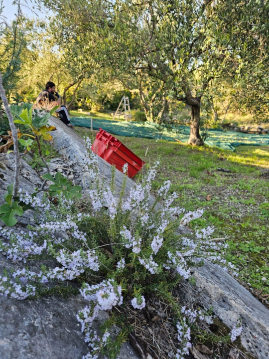 Obitelj Birin stoljećima se bavi poljoprivredom, a danas njihova ulja osvajaju svjetska zlata