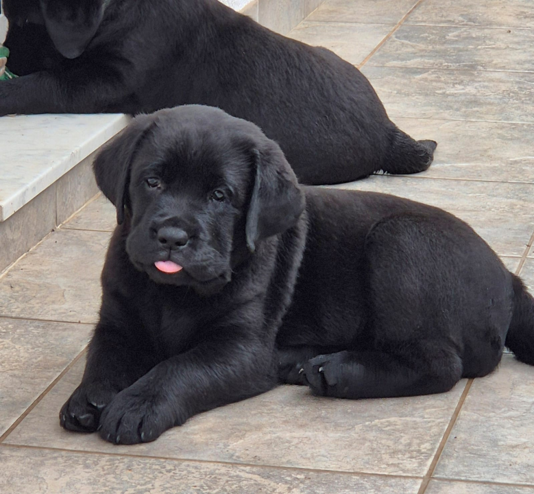 Preslatki štenci labradora spremni za novi dom – iz vrhunskog uzgoja s urednim rodovnicima