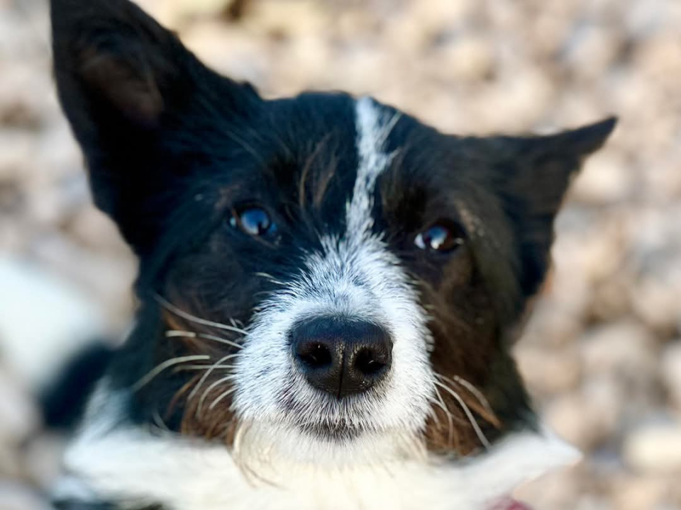 Lucy Lu iz Šibenskih šapa traži dom pun ljubavi – zaslužuje drugu priliku