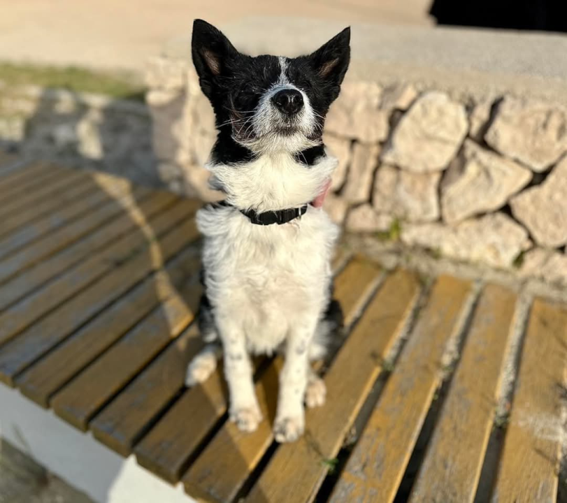 Lucy Lu iz Šibenskih šapa traži dom pun ljubavi – zaslužuje drugu priliku