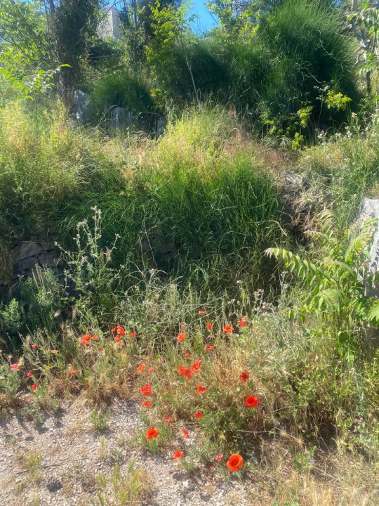 'Zeleni grad' u pogonu: Nakon Vidika, stižu pritužbe i na zapuštenost oko Baronea i Šubićevog šetališta