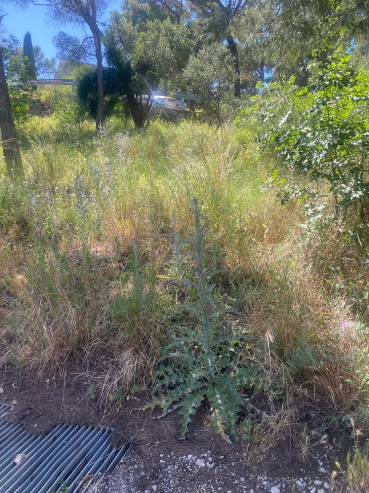 'Zeleni grad' u pogonu: Nakon Vidika, stižu pritužbe i na zapuštenost oko Baronea i Šubićevog šetališta