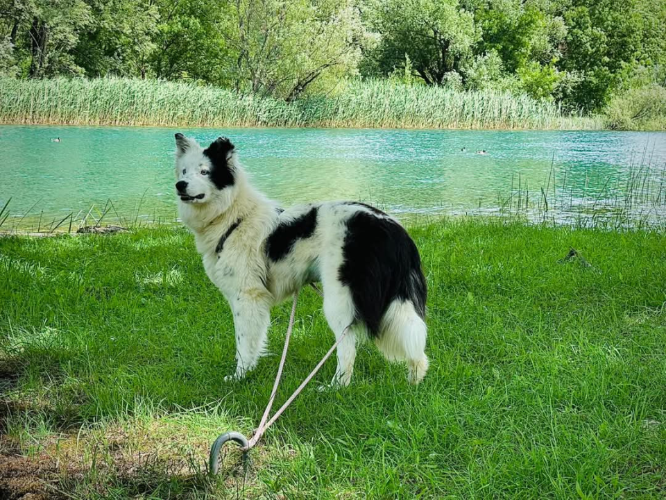 Apel iz Šibenskih šapa: Plavooka ljepotica Dolly traži zauvijek dom