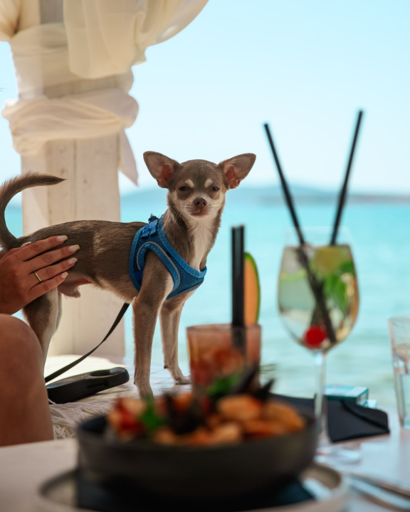 FOTO Shark Beach Club zasjao u novom sjaju – ljeto 2025. u znaku stila i užitka!