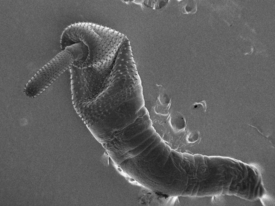  Znanstvenice s Ruđera dešifrirale genetsku tajnu parazita iz Krke koji 'usisava' teške metale