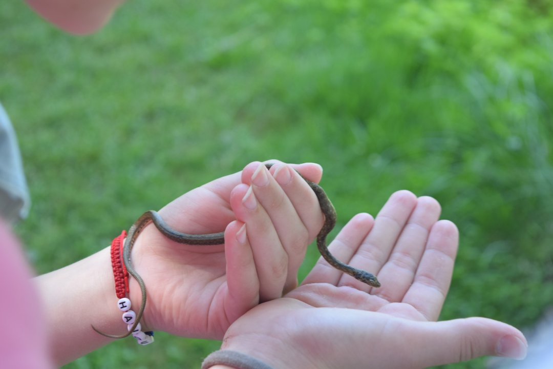 Mladi čuvari prirode okupili se u NP Krka na edukativnoj radionici