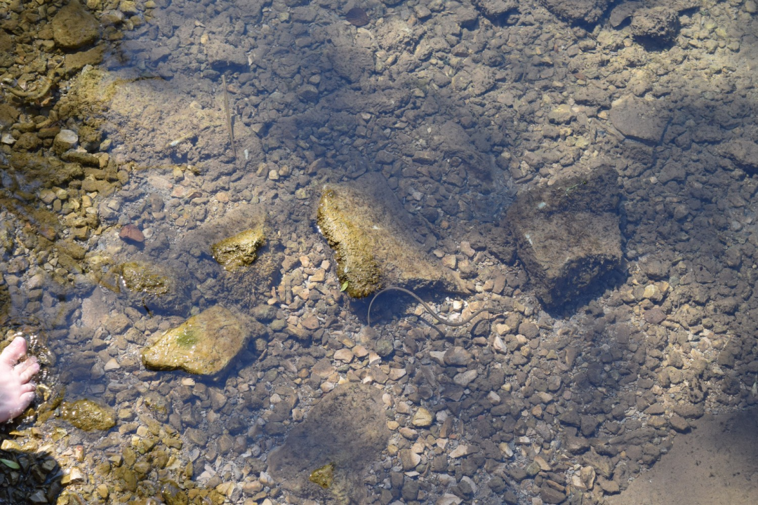 Mladi čuvari prirode okupili se u NP Krka na edukativnoj radionici