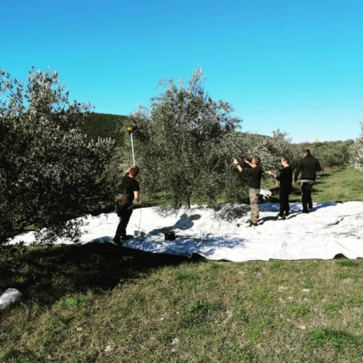FOTO OPG Bili Brig — Maslinik u srcu Krke gdje tradicija, obitelj i priroda rađaju ulje posebnog karaktera