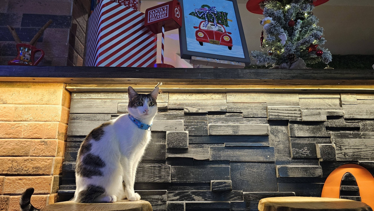 Pero je glavna zvijezda PUB-a 022