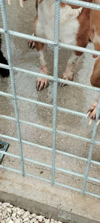 Alarmantno stanje u skloništu šibenskog AS-EKO-a