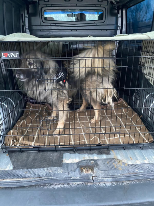 Nakon šokantnih saznanja o uvjetima u As Eku, Šibenske šape slave uspješne udomiteljske akcije: 'Svaka vožnja znači novi početak'