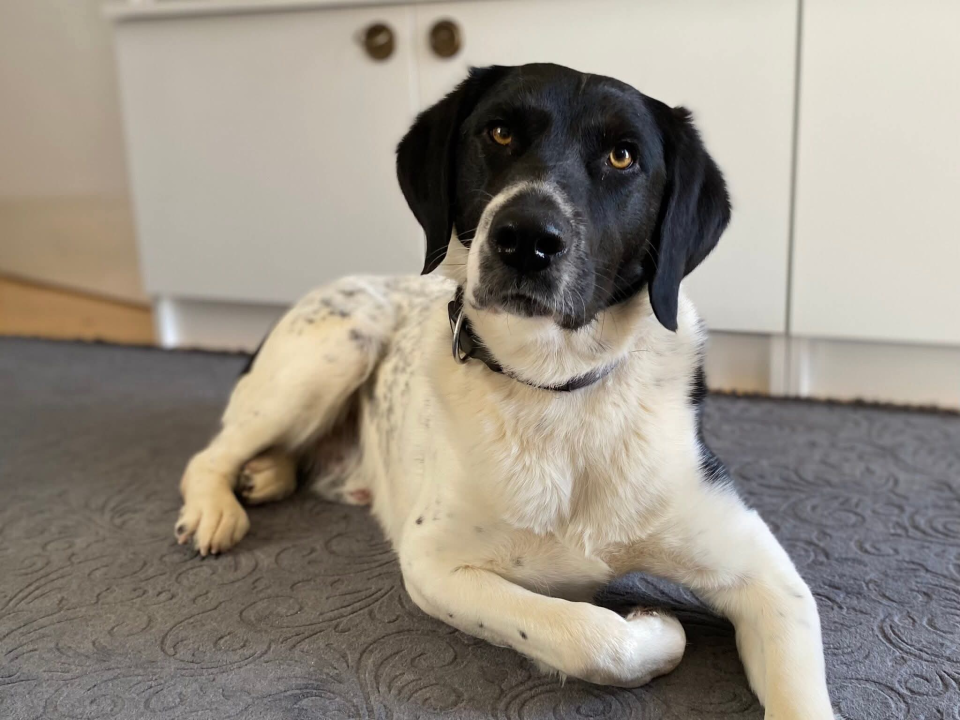 Pomozimo mladom Monku da hoda bez boli: Šibenske šape objavile apel