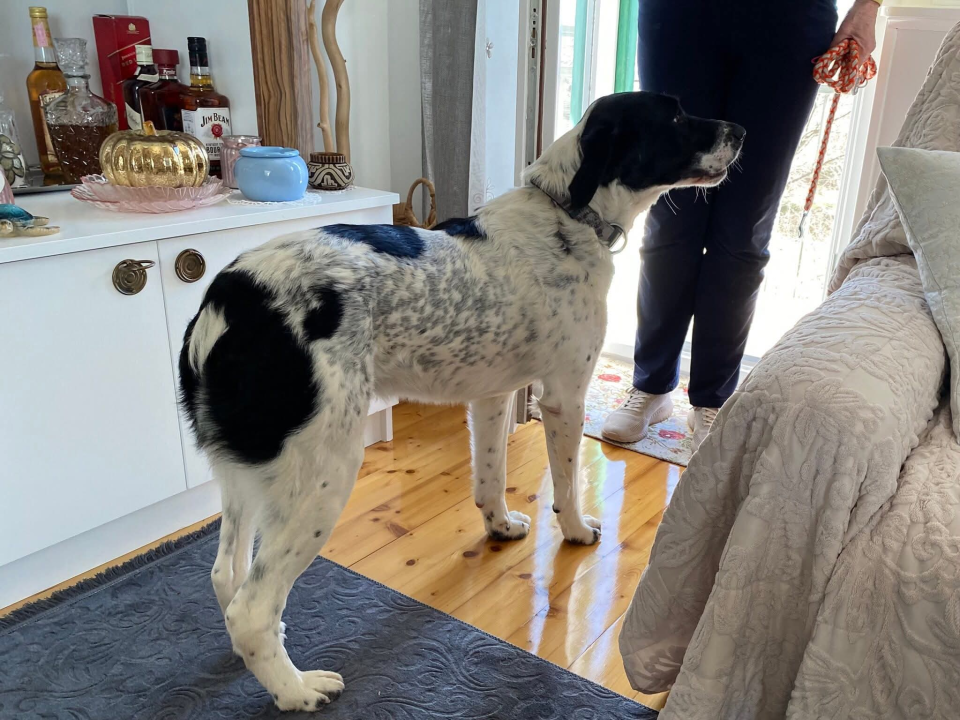 Pomozimo mladom Monku da hoda bez boli: Šibenske šape objavile apel