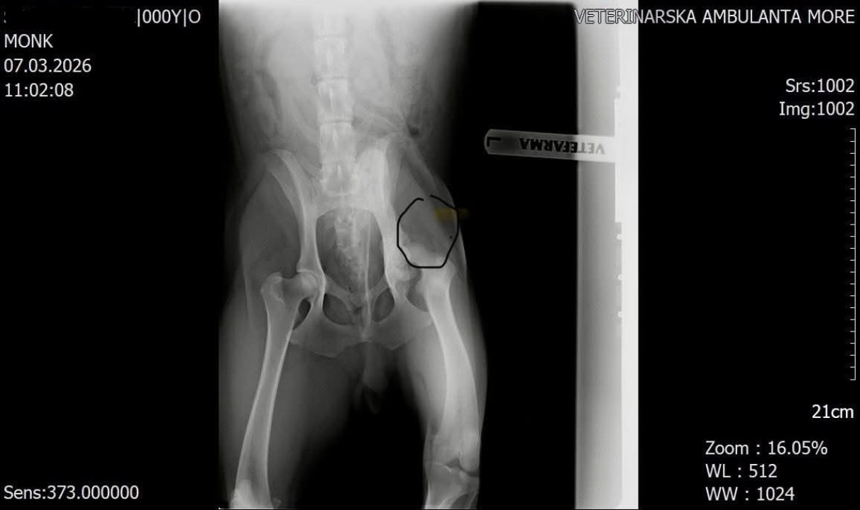Pomozimo mladom Monku da hoda bez boli: Šibenske šape objavile apel