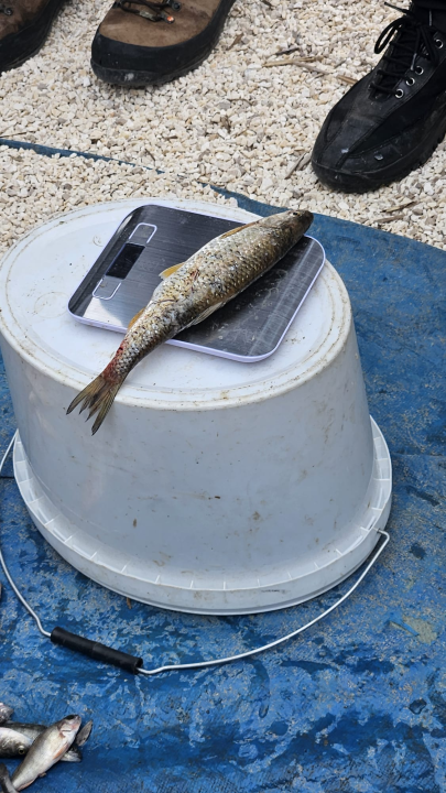 Stručnjaci na Krki krenuli u borbu za očuvanje ugroženih slatkovodnih riba