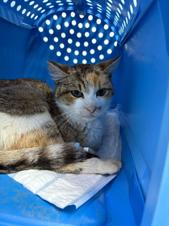 Volonterke pronašle macu u jako lošem stanju na šetnici prema Banju: 'Kako joj ne pokušati pomoći'