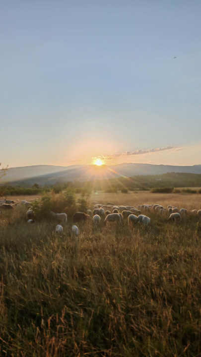 Mario je život u gradu zamijenio selom