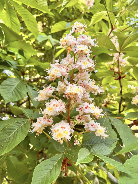'Zelena tura' u Drnišu spojila generacije kroz priču o botanici i baštini