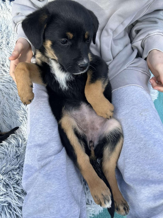 Josie, Rayder i Taylor: Zdravi i veseli štenci čekaju priliku da postanu dio nečije obitelji