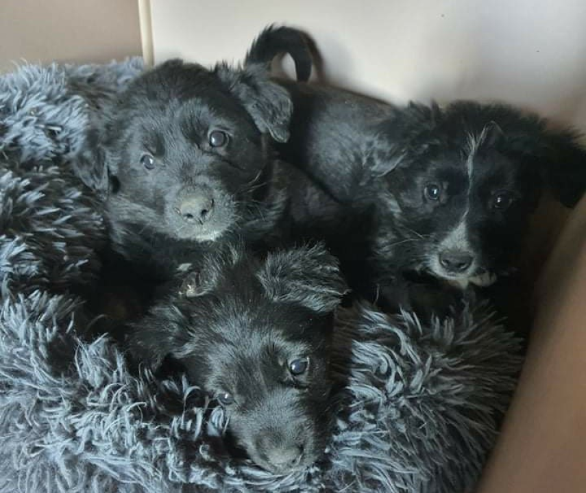 Netko je u gradu odbacio ove tri njuškice stare tek dva mjeseca: Štenci traže siguran dom 