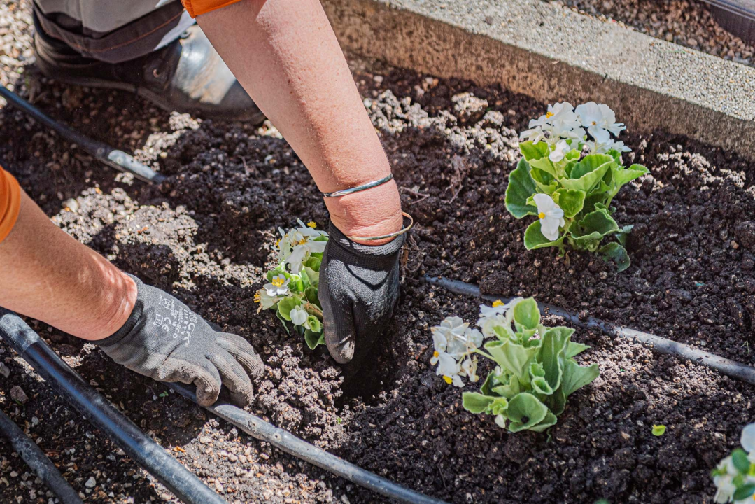 U šibenskom 'dnevnom boravku' sadi se cvijeće i uređuje okoliš: Perivoj Roberta Visianija dočekat će ljeto u punom sjaju 