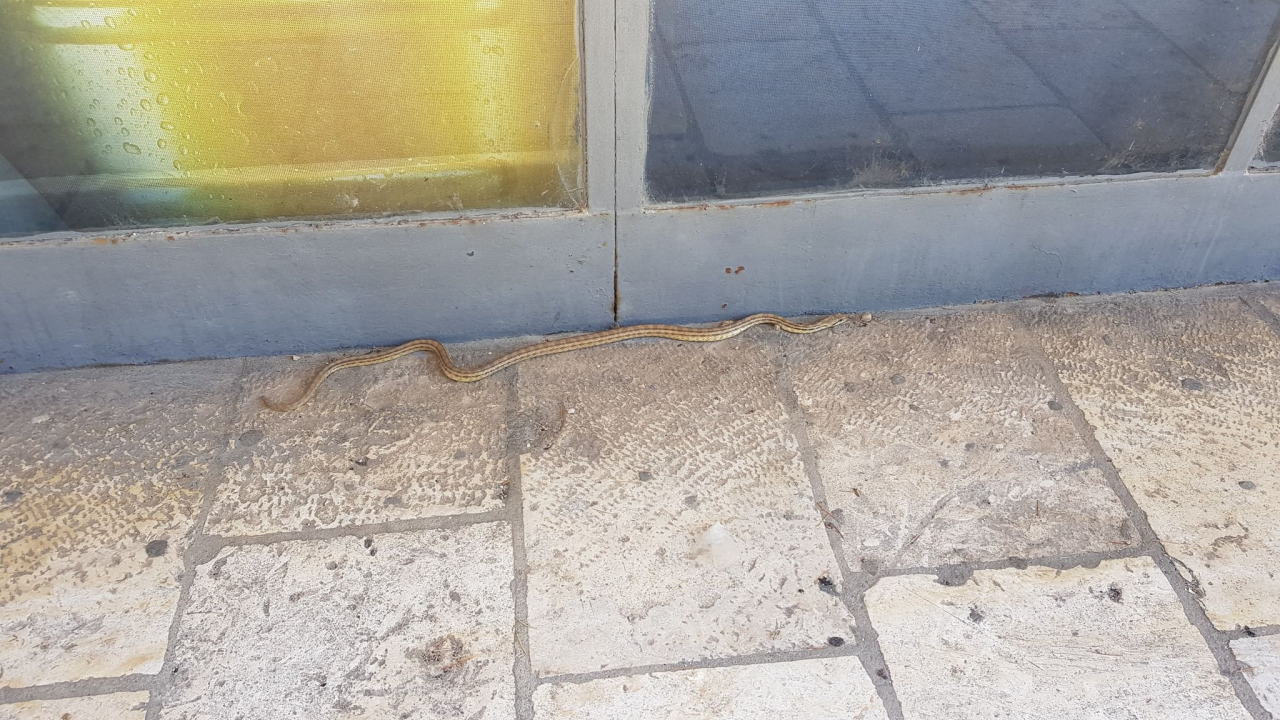 Zmija dogmizala do štekata na Baldekinu: 'Odmah je postala atrakcija!'