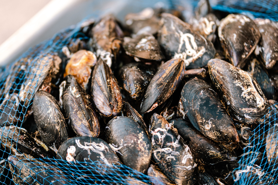 Romansa pidoće i Debita napunila rivu: Jele su se pohane, u toću, na lati, rižot, dimljene...